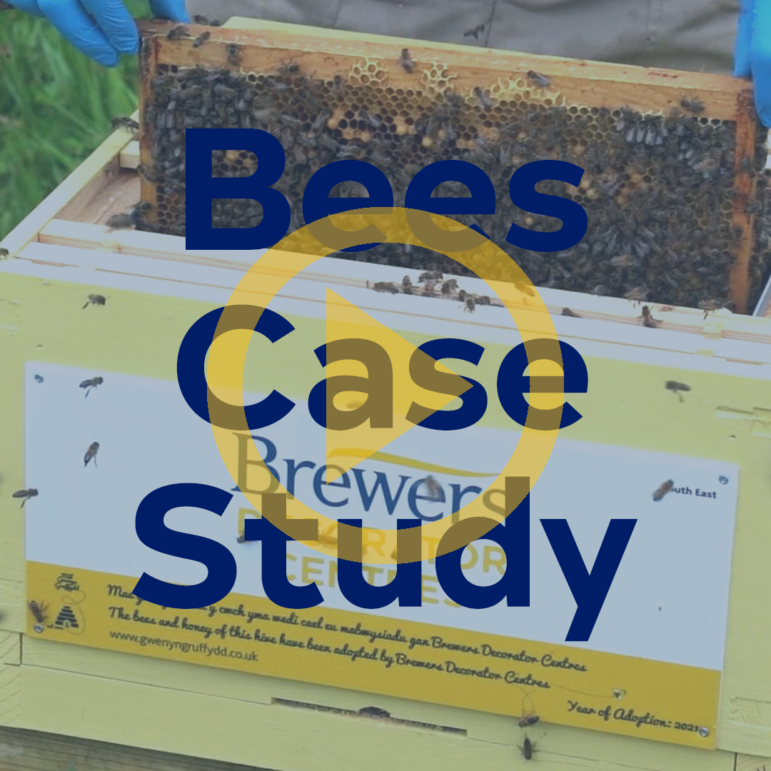 Bees Case Study